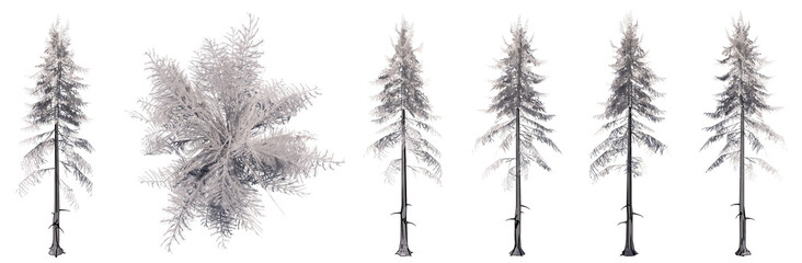 Set or collection of drawings of Spruce trees isolated on white background . Concept or conceptual 3d illustration for nature, ecology and conservation, strength and endurance, force and life