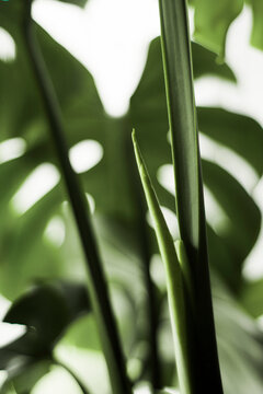 mostera plant