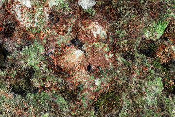 Dry brown and green moss, texture. 