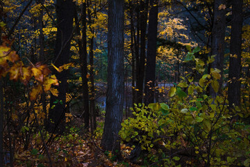 autumn forest in the morning