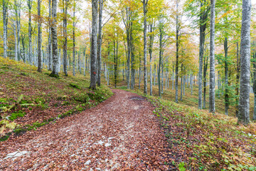 The colors of autumn in the Cansiglio Forest