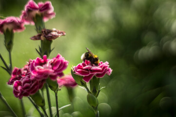 pink flowers with bee