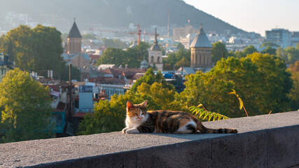 cat on the border against the background of the city of Tbilisi © k_samurkas