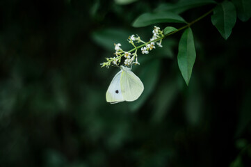 white butterfly on white flower
