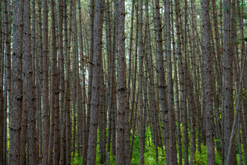 Obraz premium Strength in numbers 