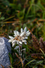 Two Edelweiss closeup in the mountains	
