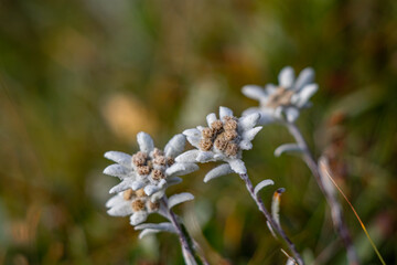 A few Edelweiss in the mountains	