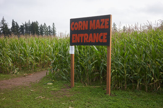 The entrance to a corn maze in a farm during annual pumpkin patch festival.