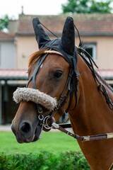 Obraz premium horse racing hippodrome of feurs