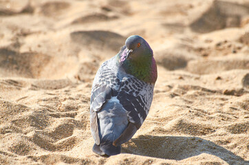 paloma en la playa