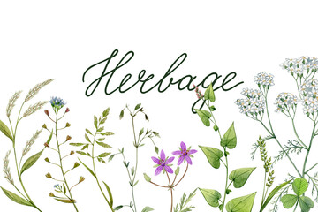 Watercolor hand drawn field plants, wild herbs. Can be used as print, postcard, invitation, greeting card, packaging design, textile, sticker, label, template, element design.
