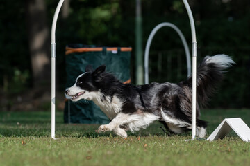 Hund im Hoopers Parcours