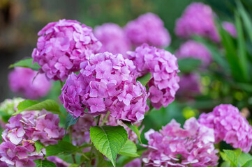Purple Hydrangea flower (Hydrangea macrophylla) in a garden. Pink hydrangea flowers in the garden with blurred bokeh background.