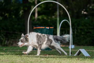 Hund im Hoopers Parcours