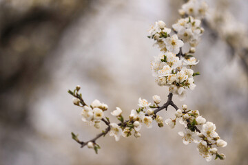 Beautiful flowering Japanese cherry - Sakura. Background with flowers on a spring day.
