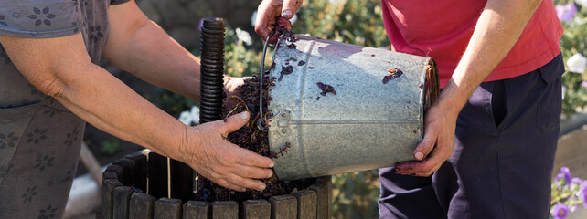 The winemaker pours raw materials into the press. Production of traditional Italian wines, crushing...