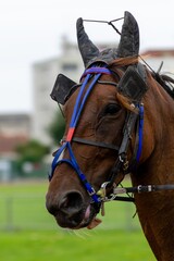 horse racing hippodrome of feurs