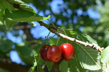 cherries