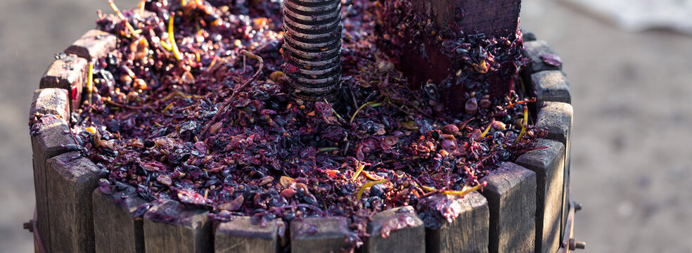 Winepress with red must and helical screw. Production of traditional Italian wines, crushing of grapes.
