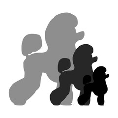 Dogs breed poodle flat black silhouette isolated on white background.