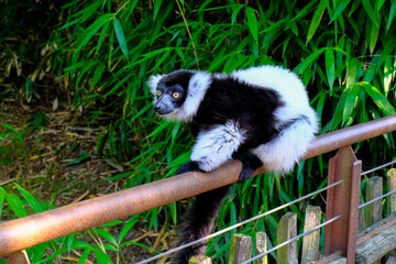 Obraz premium Cute black and white lemur close-up on tree across green jungle leaves. Wildlife. 