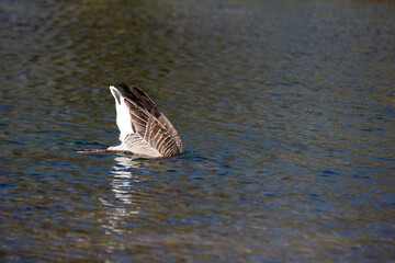 Greylag Goose dipping underwater foraging for food, England, United Kingdom