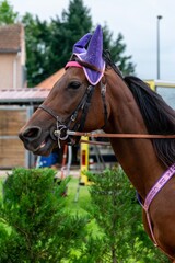 Fototapeta premium horse racing hippodrome of feurs