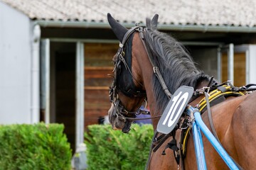 Obraz premium horse racing hippodrome of feurs