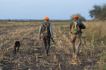 Pheasant hunters with shotgun walking through a meadow.