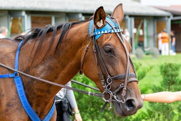 Fototapeta premium horse racing hippodrome of feurs