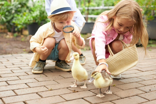 adorable group of children stroking ducklings in the garden, they look at animals with interest, learn their behavior in nature