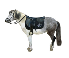 There is a gray saddled pony. Side view. White background. Isolated.
