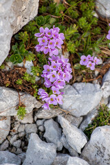 Thlaspi caprifoliumin the mountains, close up