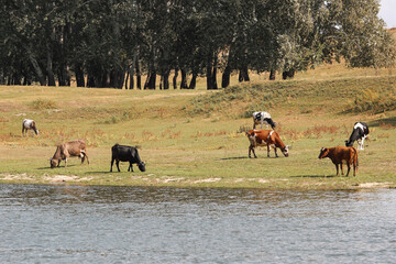 Cows grazing peacefully on the river bank. The concept of agricultural life.