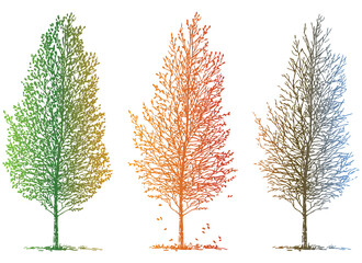Fototapeta premium Vector image of sketches deciduous tree in different seasons