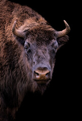 portrait of a bison with black background © xyo33