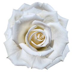 white rose flower. Flower isolated on a white background. No shadows with clipping path. Close-up. Nature.