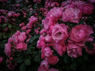 pink rose bush