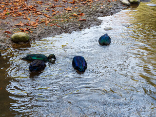 (Anas platyrhynchos) couples de Canards émeraudes ou canards du labrador nageant et plongeant dans...
