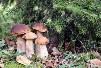 Family of boletus mushrooms growing in the forest in autumn. Dark cep forest fungi in natural...