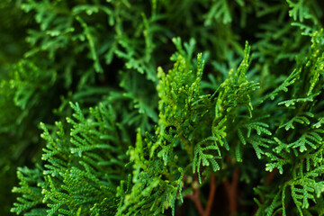 leaves on bush close by in autumn fall day, green background soft focus.