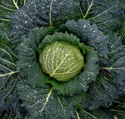 fresh green cabbage in garden - 386435324