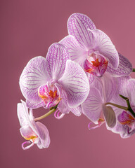 Fototapeta na wymiar Purple orchid flower with green leaves on purple background. Copy space. High quality photo