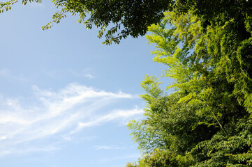 森と青空と雲