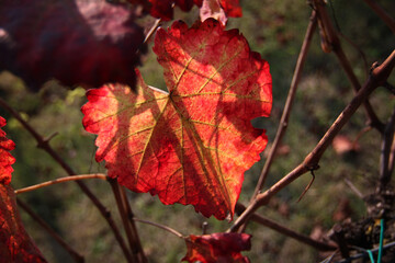 Rosse foglie di vite in autunno, primi piani in controluce