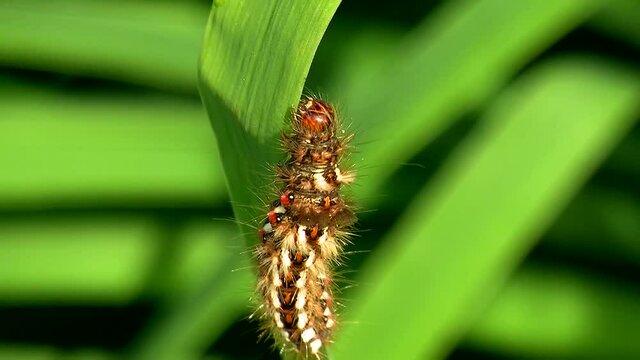 Die Raupe einer Ampfer-Rindeneule (Schmetterling) in Nahaufnahme krabbelt auf einem gr&uuml;nen Blatt 