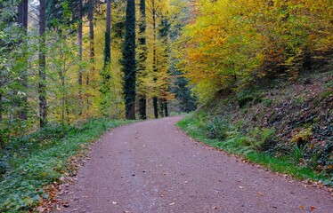 path in autumn forest, indian summer - 386435988