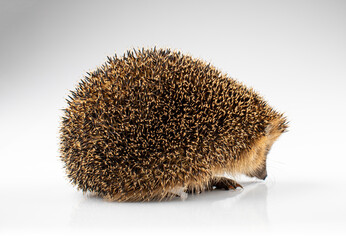 Hedgehog isolated © Stefan Renner