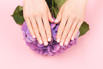 Fototapeta premium Woman hands with perfect pastel manicure holding hydrangea flower. Gentle pink nail polish, beautiful shape. Nail care concept.