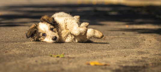 Funny fluffy cute puppy is lying and enjoying a warm autumn day